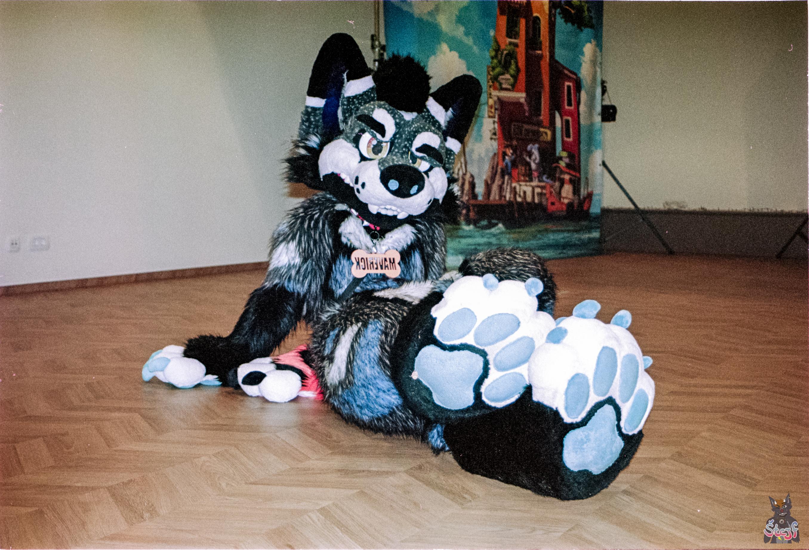 One of my random Fursuiter pictures. Picked by a script from a Folder full of stuff.